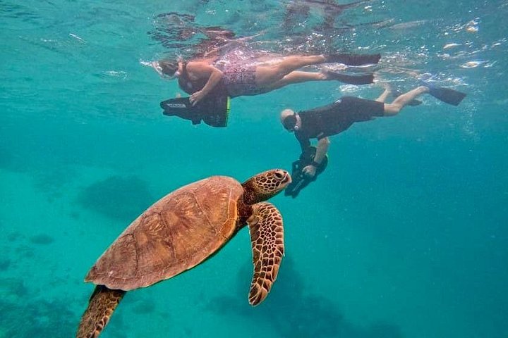 Passeio ecológico de scooter aquática em Rarotonga com tartarugas e vida marinha, foto 8 | wizardtrip