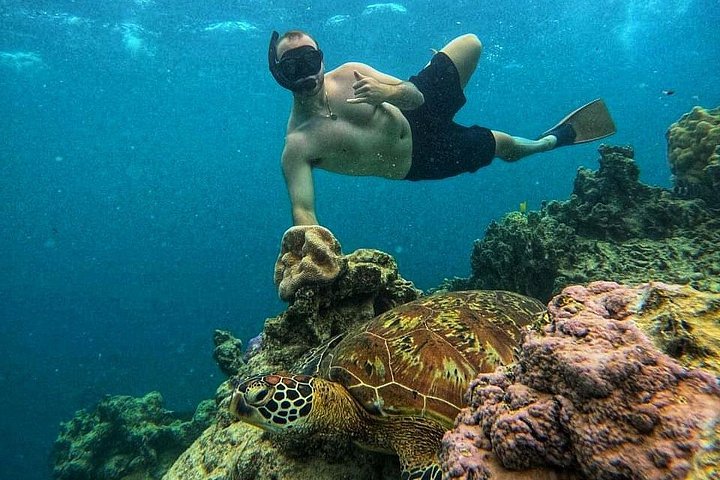Passeio ecológico de scooter aquática em Rarotonga com tartarugas e vida marinha, foto 10 | wizardtrip