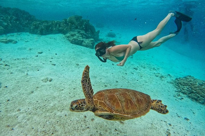 Passeio ecológico de scooter aquática em Rarotonga com tartarugas e vida marinha, foto 11 | wizardtrip