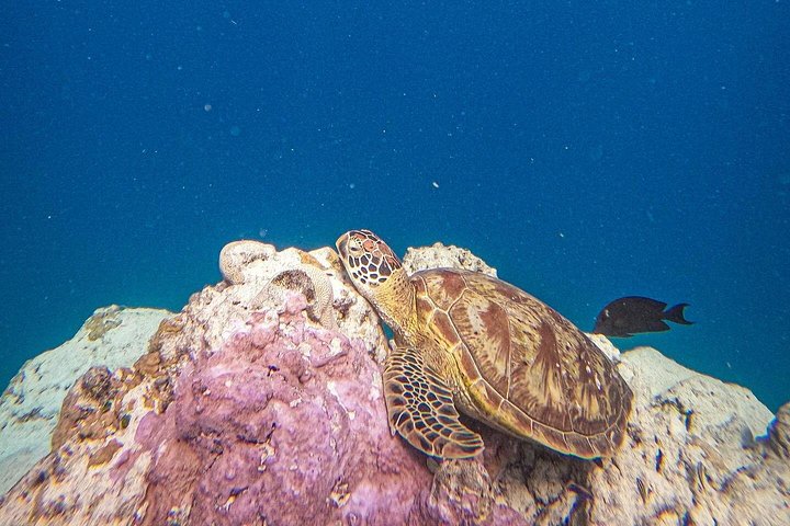 Passeio ecológico de scooter aquática em Rarotonga com tartarugas e vida marinha, foto 12 | wizardtrip