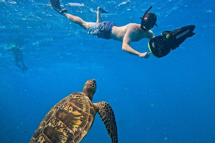 Passeio ecológico de scooter aquática em Rarotonga com tartarugas e vida marinha, foto 13 | wizardtrip