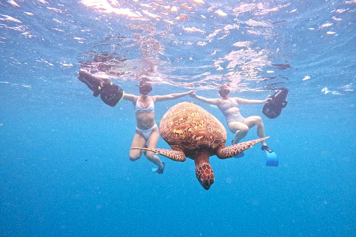 Passeio ecológico de scooter aquática em Rarotonga com tartarugas e vida marinha, foto 15 | wizardtrip