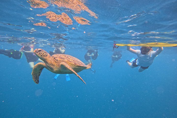 Passeio ecológico de scooter aquática em Rarotonga com tartarugas e vida marinha, foto 16 | wizardtrip