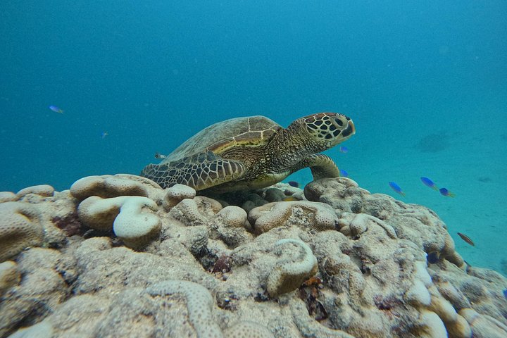 Passeio ecológico de scooter aquática em Rarotonga com tartarugas e vida marinha, foto 17 | wizardtrip