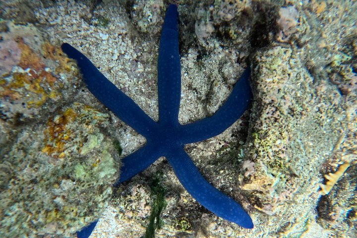 Passeio ecológico de scooter aquática em Rarotonga com tartarugas e vida marinha, foto 18 | wizardtrip
