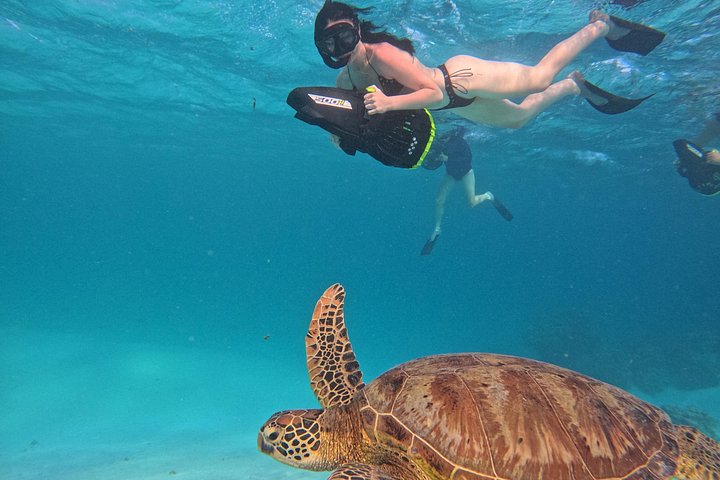 Passeio ecológico de scooter aquática em Rarotonga com tartarugas e vida marinha, foto 19 | wizardtrip