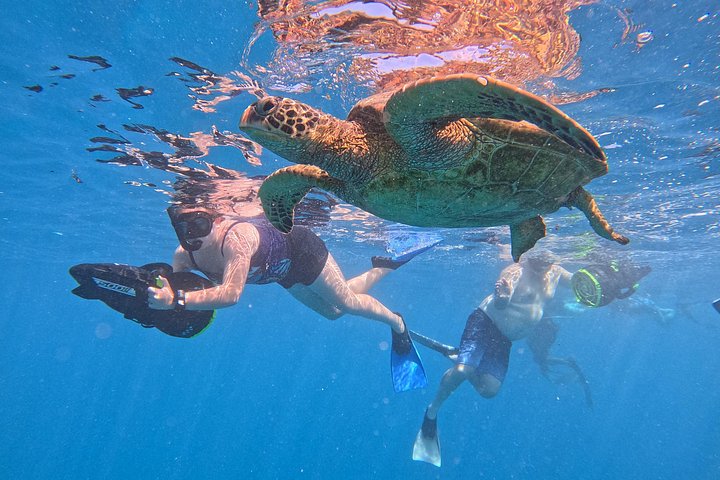 Passeio ecológico de scooter aquática em Rarotonga com tartarugas e vida marinha, foto 20 | wizardtrip