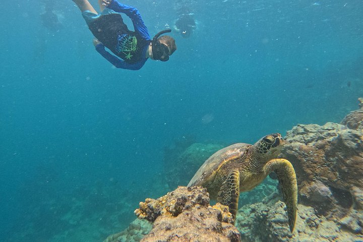 Passeio ecológico de scooter aquática em Rarotonga com tartarugas e vida marinha, foto 21 | wizardtrip