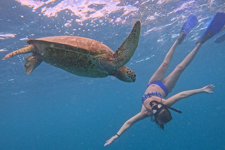 Passeio ecológico de scooter aquática em Rarotonga com tartarugas e vida marinha, foto 22 | wizardtrip