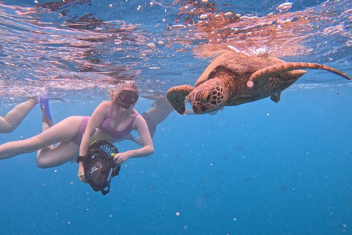 Passeio ecológico de scooter aquática em Rarotonga com tartarugas e vida marinha, foto 23 | wizardtrip