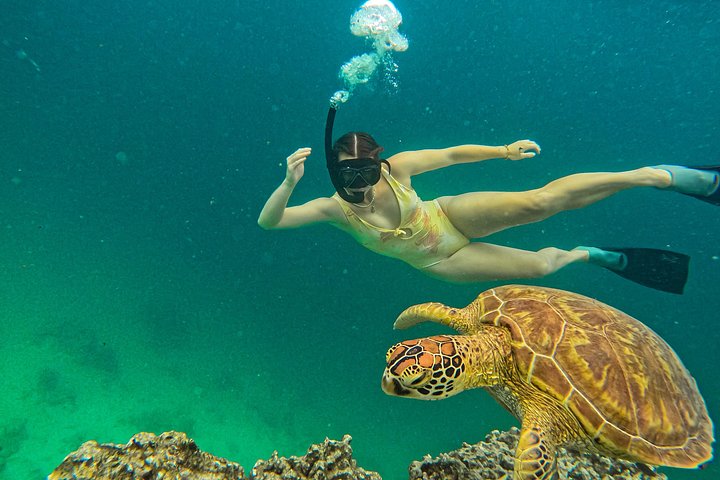 Passeio ecológico de scooter aquática em Rarotonga com tartarugas e vida marinha, foto 24 | wizardtrip