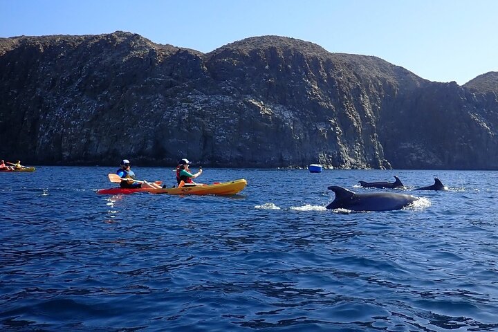 Kayak & Snorkel Safari: Look for Dolphins & Turtles in Tenerife | wizardtrip