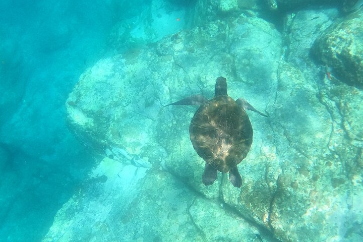 Aventura de caiaque e snorkel na costa vulcânica de Tenerife, à procura de vida marinha, foto 11 | wizardtrip
