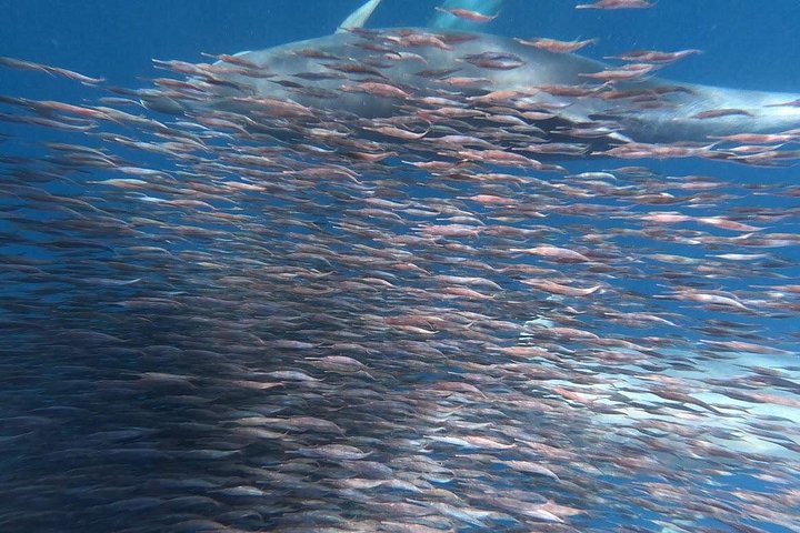Aventura de caiaque e snorkel na costa vulcânica de Tenerife, à procura de vida marinha, foto 18 | wizardtrip