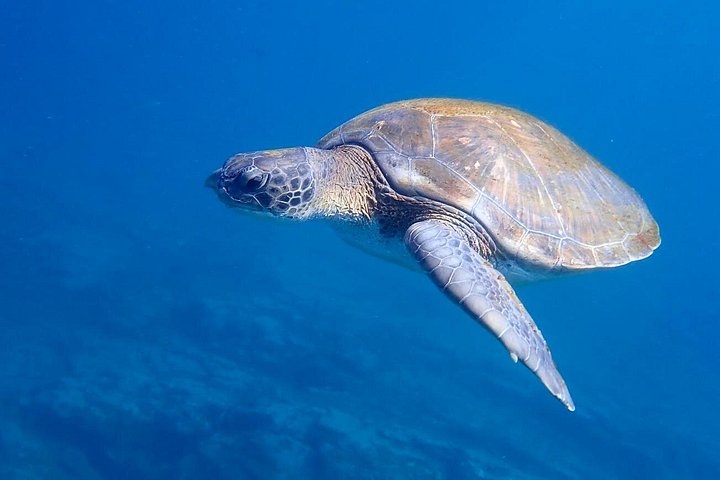 Aventura de caiaque e snorkel na costa vulcânica de Tenerife, à procura de vida marinha, foto 19 | wizardtrip