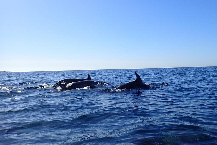 Aventura de caiaque e snorkel na costa vulcânica de Tenerife, à procura de vida marinha, foto 20 | wizardtrip