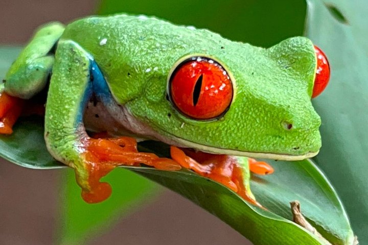 Erkunden Sie die Natur Costa Ricas mit Faultierbeobachtung, Kaffee-Verkostung und Wasserfall-Schwimmen, Foto 8 | wizardtrip