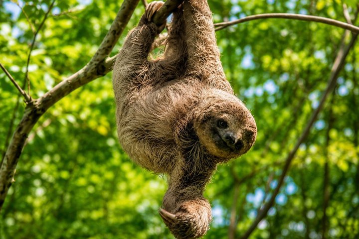Erkunden Sie die Natur Costa Ricas mit Faultierbeobachtung, Kaffee-Verkostung und Wasserfall-Schwimmen, Foto 19 | wizardtrip