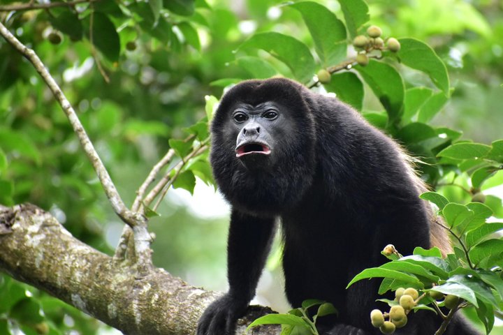 Erkunden Sie die Natur Costa Ricas mit Faultierbeobachtung, Kaffee-Verkostung und Wasserfall-Schwimmen, Foto 23 | wizardtrip