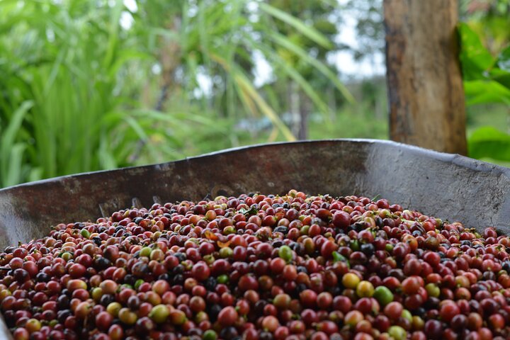 Erkunden Sie die Natur Costa Ricas mit Faultierbeobachtung, Kaffee-Verkostung und Wasserfall-Schwimmen, Foto 32 | wizardtrip