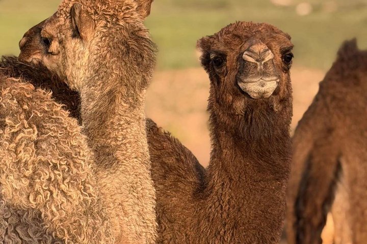 Passeios de quad, de camelo e jantar com espetáculo no Deserto de Agafay, perto de Marraquexe, foto 7 | wizardtrip
