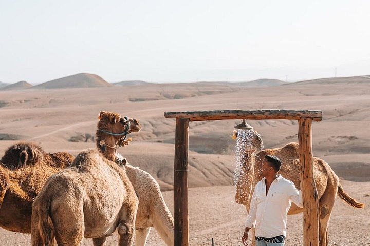 Passeios de quad, de camelo e jantar com espetáculo no Deserto de Agafay, perto de Marraquexe, foto 12 | wizardtrip