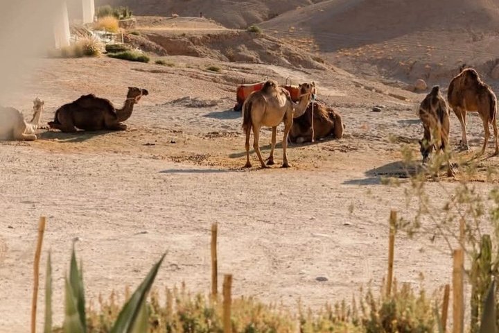 Passeios de quad, de camelo e jantar com espetáculo no Deserto de Agafay, perto de Marraquexe, foto 17 | wizardtrip