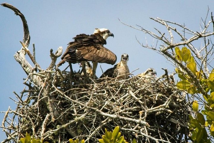 Aventura en el Parque Nacional Everglades con aerodeslizador, avistamiento de fauna y caminatas guiadas por la naturaleza, foto 6 | wizardtrip