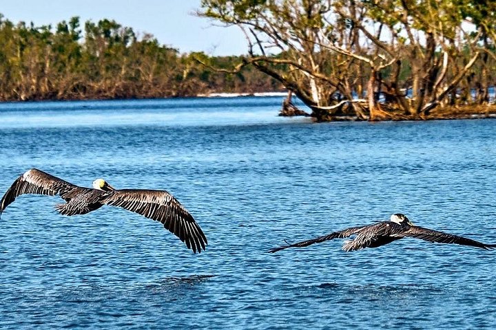 Aventura en el Parque Nacional Everglades con aerodeslizador, avistamiento de fauna y caminatas guiadas por la naturaleza, foto 7 | wizardtrip