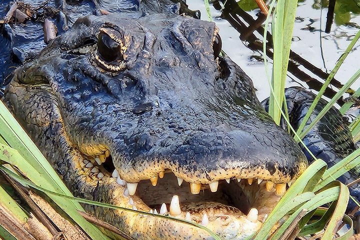 Aventura en el Parque Nacional Everglades con aerodeslizador, avistamiento de fauna y caminatas guiadas por la naturaleza, foto 9 | wizardtrip