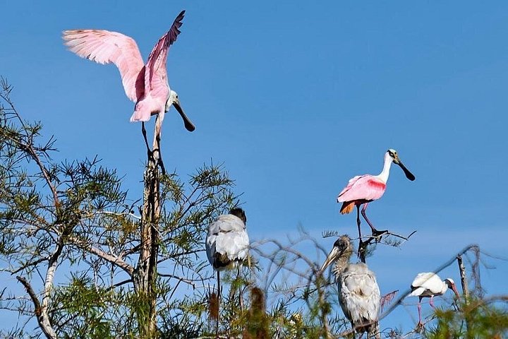 Aventura en el Parque Nacional Everglades con aerodeslizador, avistamiento de fauna y caminatas guiadas por la naturaleza, foto 10 | wizardtrip