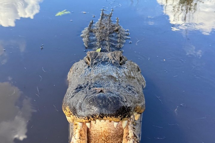 Aventura en el Parque Nacional Everglades con aerodeslizador, avistamiento de fauna y caminatas guiadas por la naturaleza, foto 11 | wizardtrip