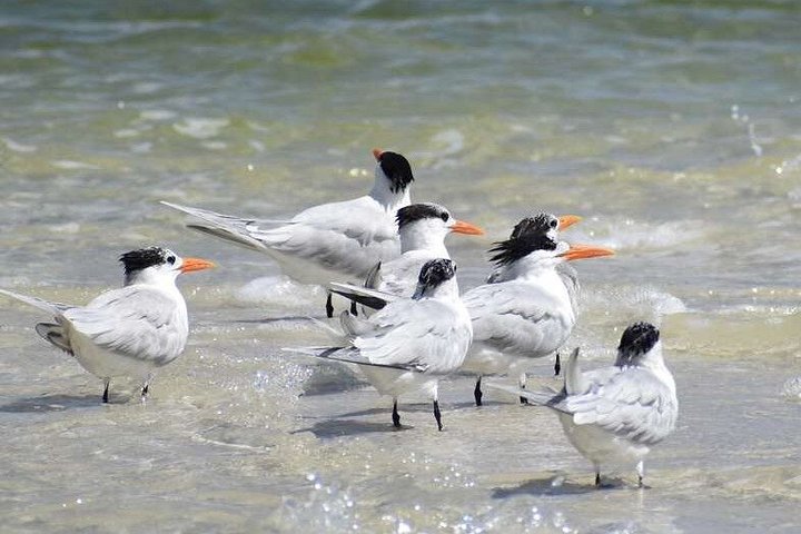 Aventura en el Parque Nacional Everglades con aerodeslizador, avistamiento de fauna y caminatas guiadas por la naturaleza, foto 15 | wizardtrip