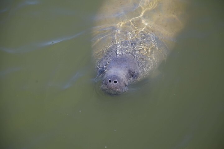 Aventura en el Parque Nacional Everglades con aerodeslizador, avistamiento de fauna y caminatas guiadas por la naturaleza, foto 17 | wizardtrip