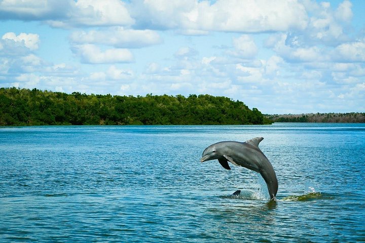 Aventura en el Parque Nacional Everglades con aerodeslizador, avistamiento de fauna y caminatas guiadas por la naturaleza, foto 19 | wizardtrip