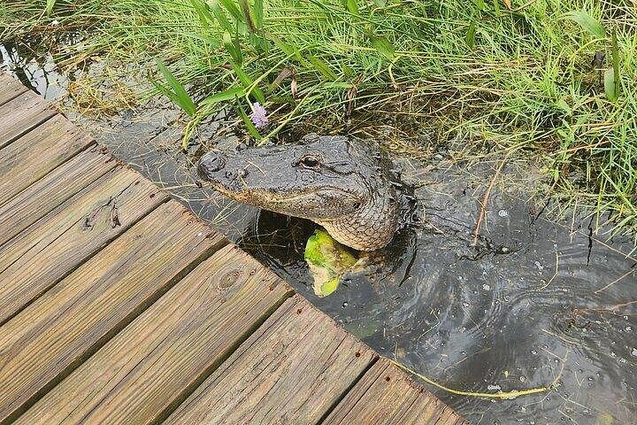 Aventura en el Parque Nacional Everglades con aerodeslizador, avistamiento de fauna y caminatas guiadas por la naturaleza, foto 20 | wizardtrip