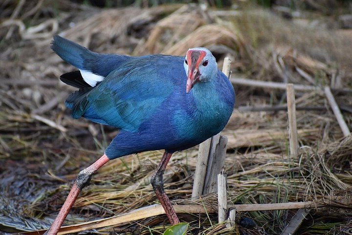 Aventura en el Parque Nacional Everglades con aerodeslizador, avistamiento de fauna y caminatas guiadas por la naturaleza, foto 21 | wizardtrip