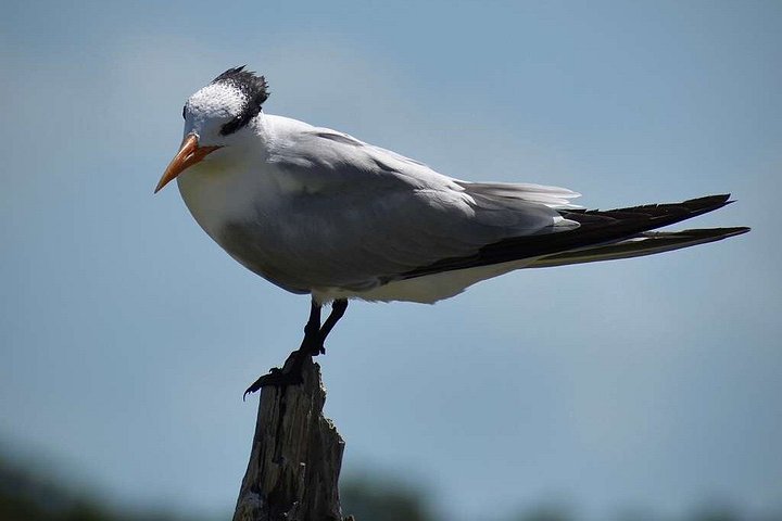 Aventura en el Parque Nacional Everglades con aerodeslizador, avistamiento de fauna y caminatas guiadas por la naturaleza, foto 22 | wizardtrip