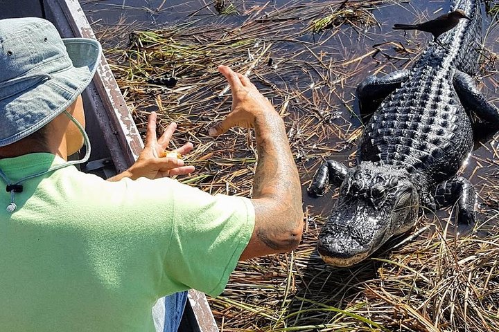 Erkunden Sie den einzigartigen Everglades National Park mit einer Airboat-Fahrt und einer Tierbeobachtungstour von Miami aus, Foto 10 | wizardtrip