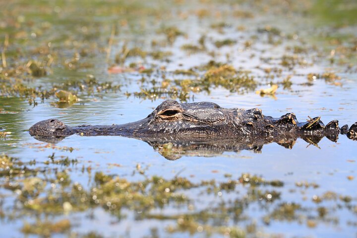 Erkunden Sie den einzigartigen Everglades National Park mit einer Airboat-Fahrt und einer Tierbeobachtungstour von Miami aus, Foto 11 | wizardtrip