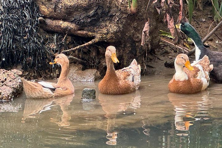 Kerala backwaters punting boat cruise with village visit and lunch in Cochin, photo 28 | wizardtrip