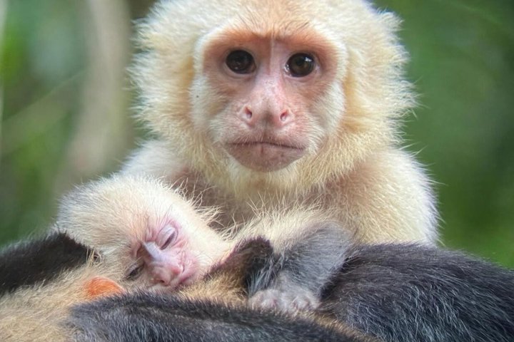 Manuel Antonio Nationalpark: Geführte Tour mit Ticket inklusive | wizardtrip