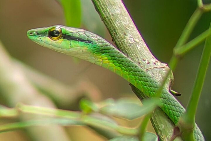 Visite guidée du Parc National Manuel Antonio, Costa Rica, observation de la faune et profitez de la plage, photo 6 | wizardtrip