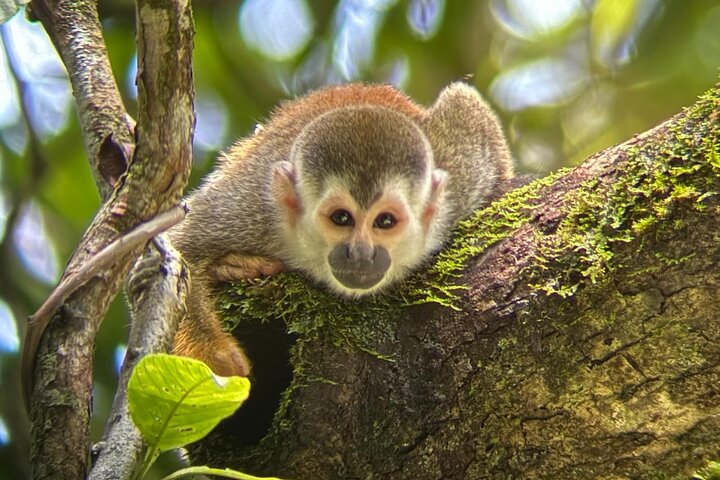 Visite guidée du Parc National Manuel Antonio, Costa Rica, observation de la faune et profitez de la plage, photo 7 | wizardtrip