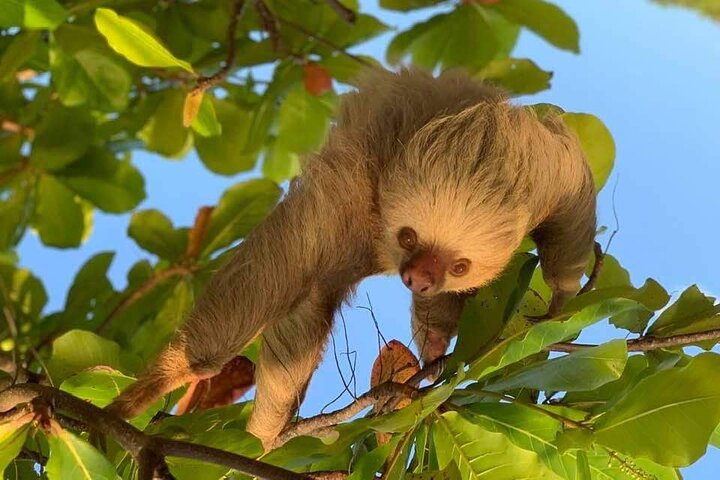 Visite guidée du Parc National Manuel Antonio, Costa Rica, observation de la faune et profitez de la plage, photo 9 | wizardtrip