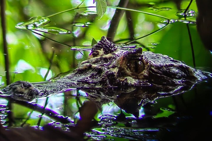 Visite guidée du Parc National Manuel Antonio, Costa Rica, observation de la faune et profitez de la plage, photo 12 | wizardtrip