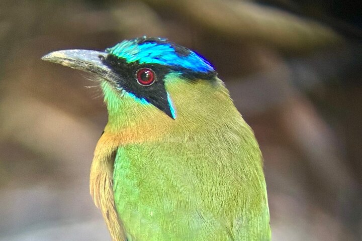 Visite guidée du Parc National Manuel Antonio, Costa Rica, observation de la faune et profitez de la plage, photo 13 | wizardtrip