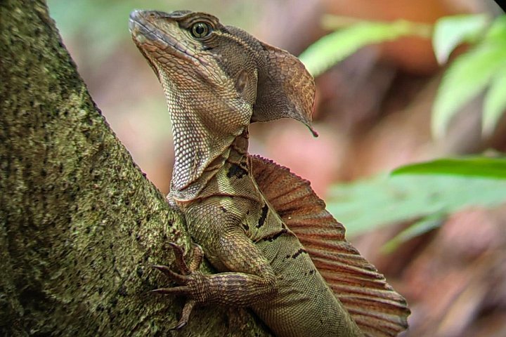 Visite guidée du Parc National Manuel Antonio, Costa Rica, observation de la faune et profitez de la plage, photo 14 | wizardtrip