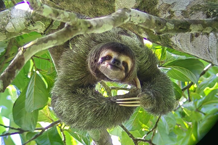 Visite guidée du Parc National Manuel Antonio, Costa Rica, observation de la faune et profitez de la plage, photo 15 | wizardtrip