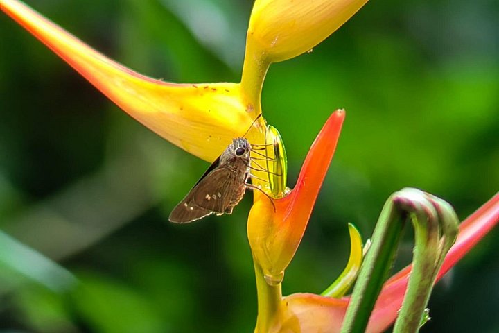 Visite guidée du Parc National Manuel Antonio, Costa Rica, observation de la faune et profitez de la plage, photo 16 | wizardtrip